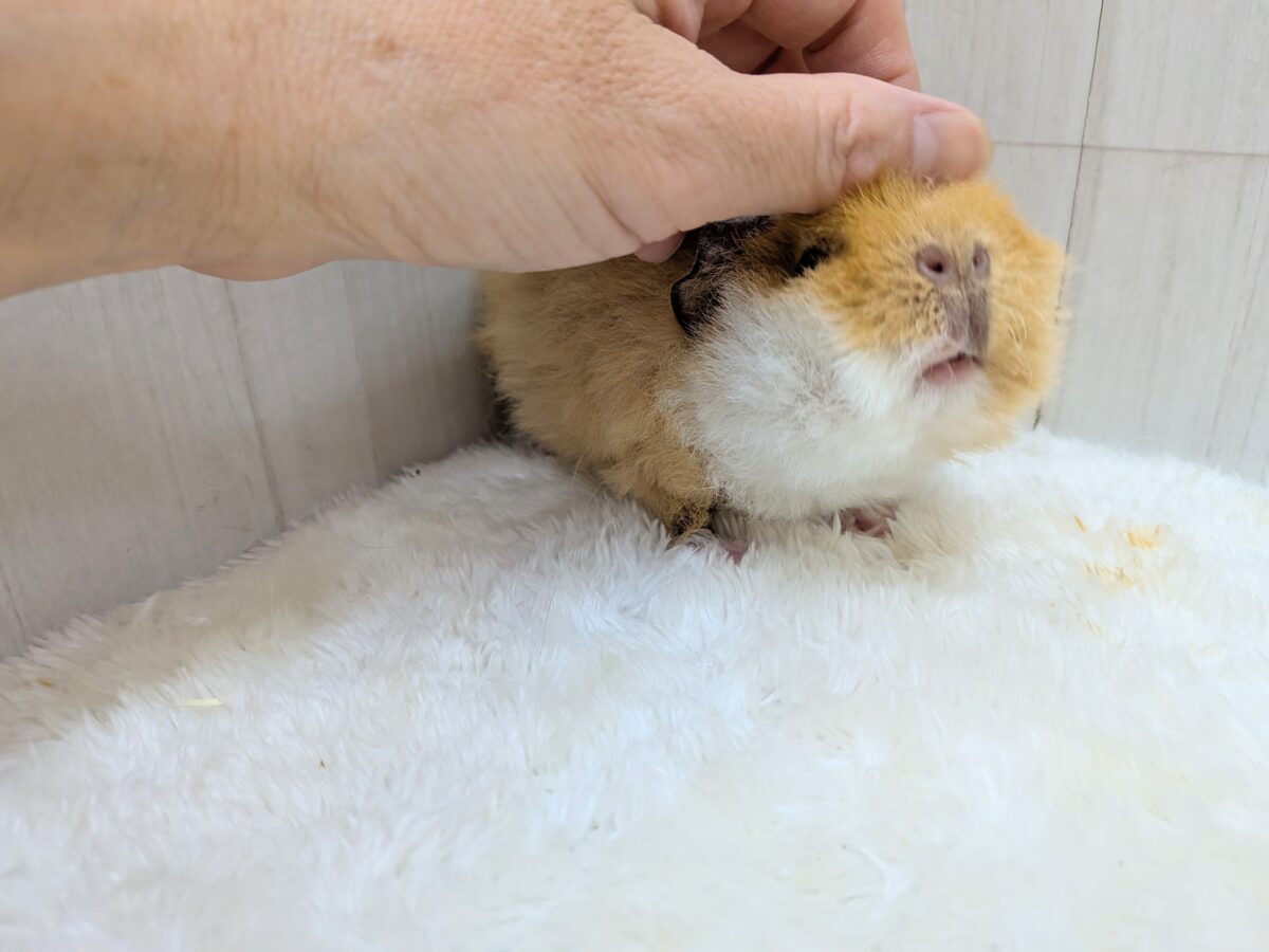 テディモルモット