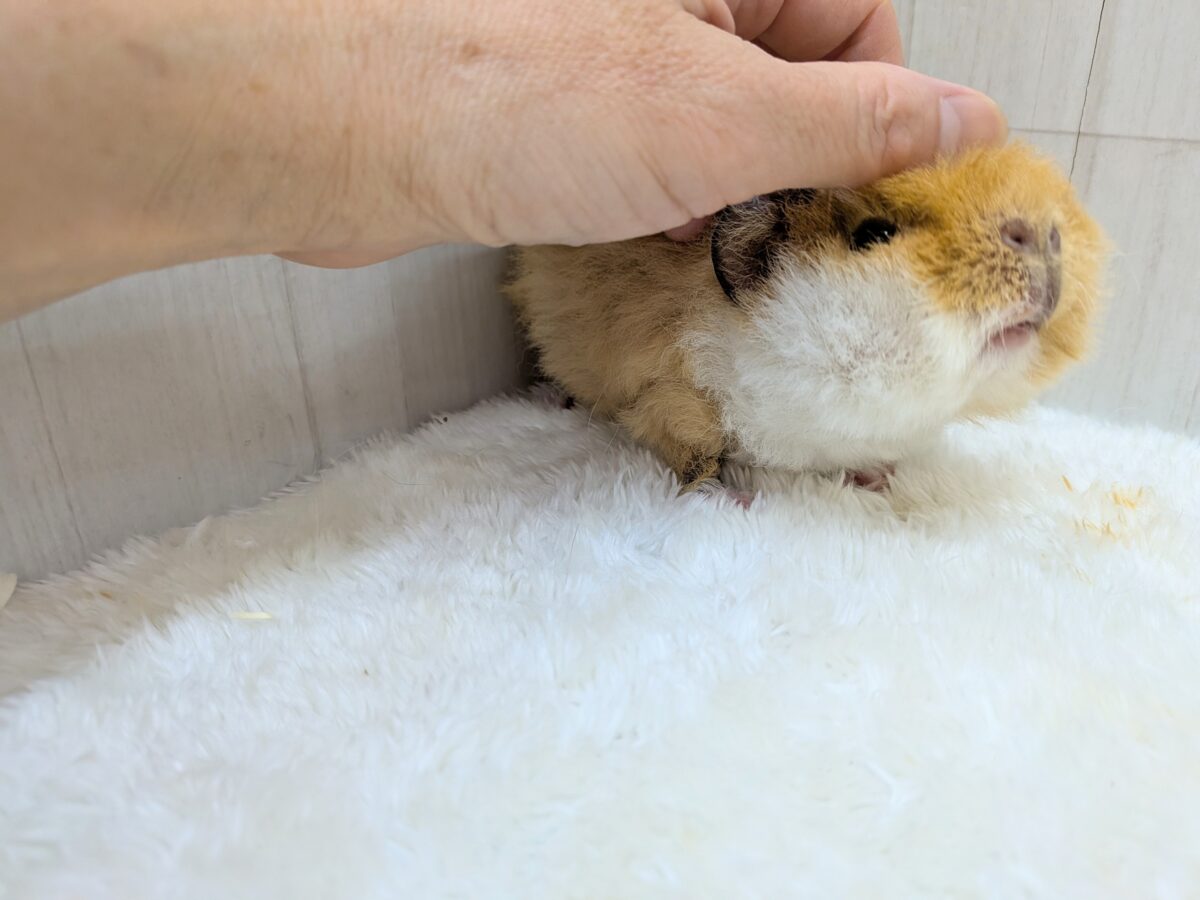 テディモルモット