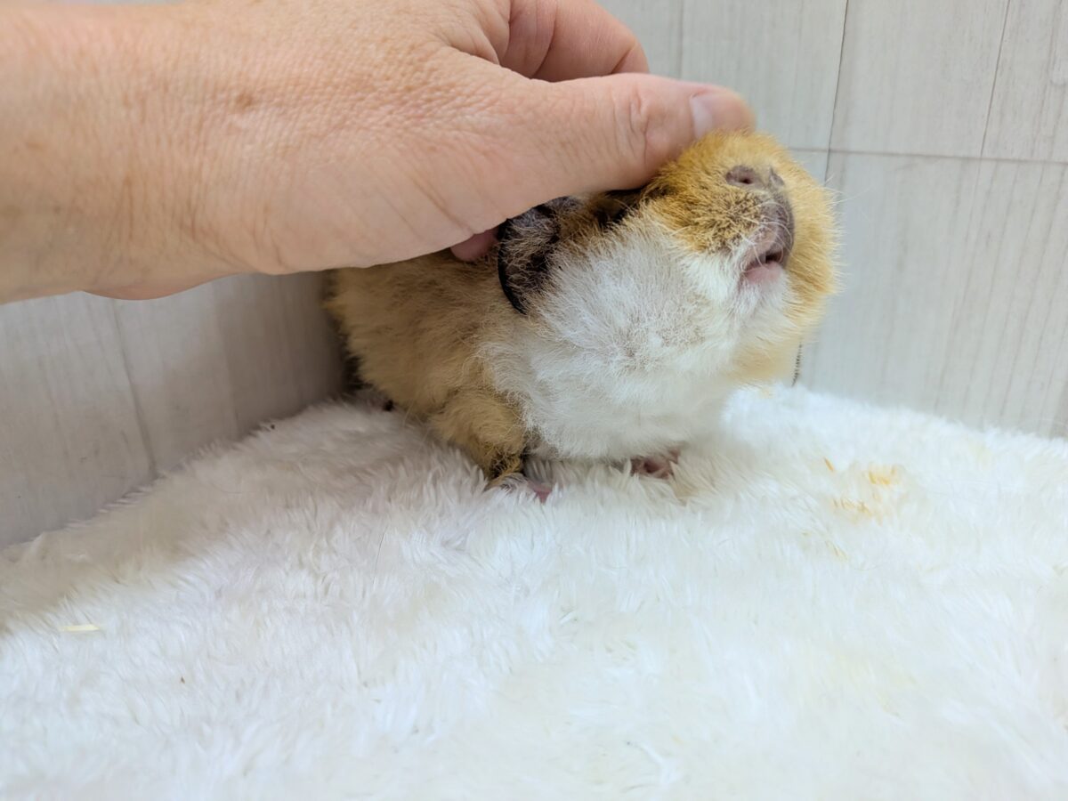 テディモルモット