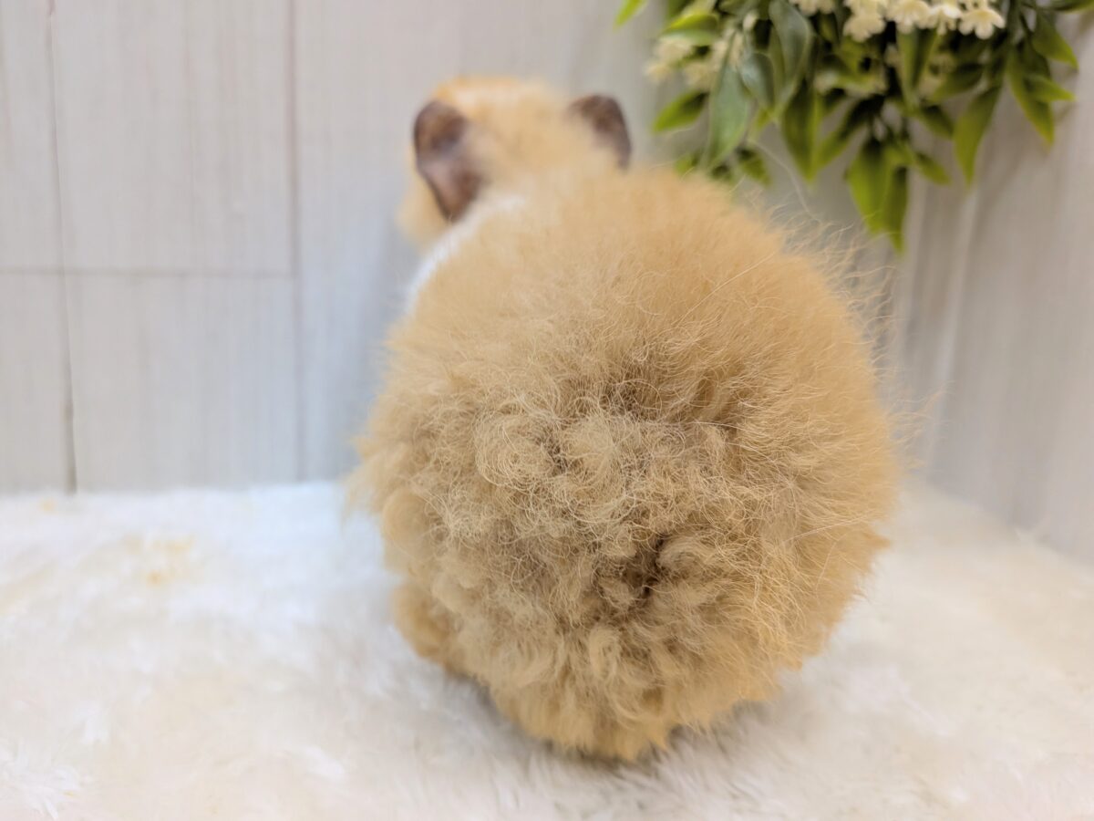 テディモルモット