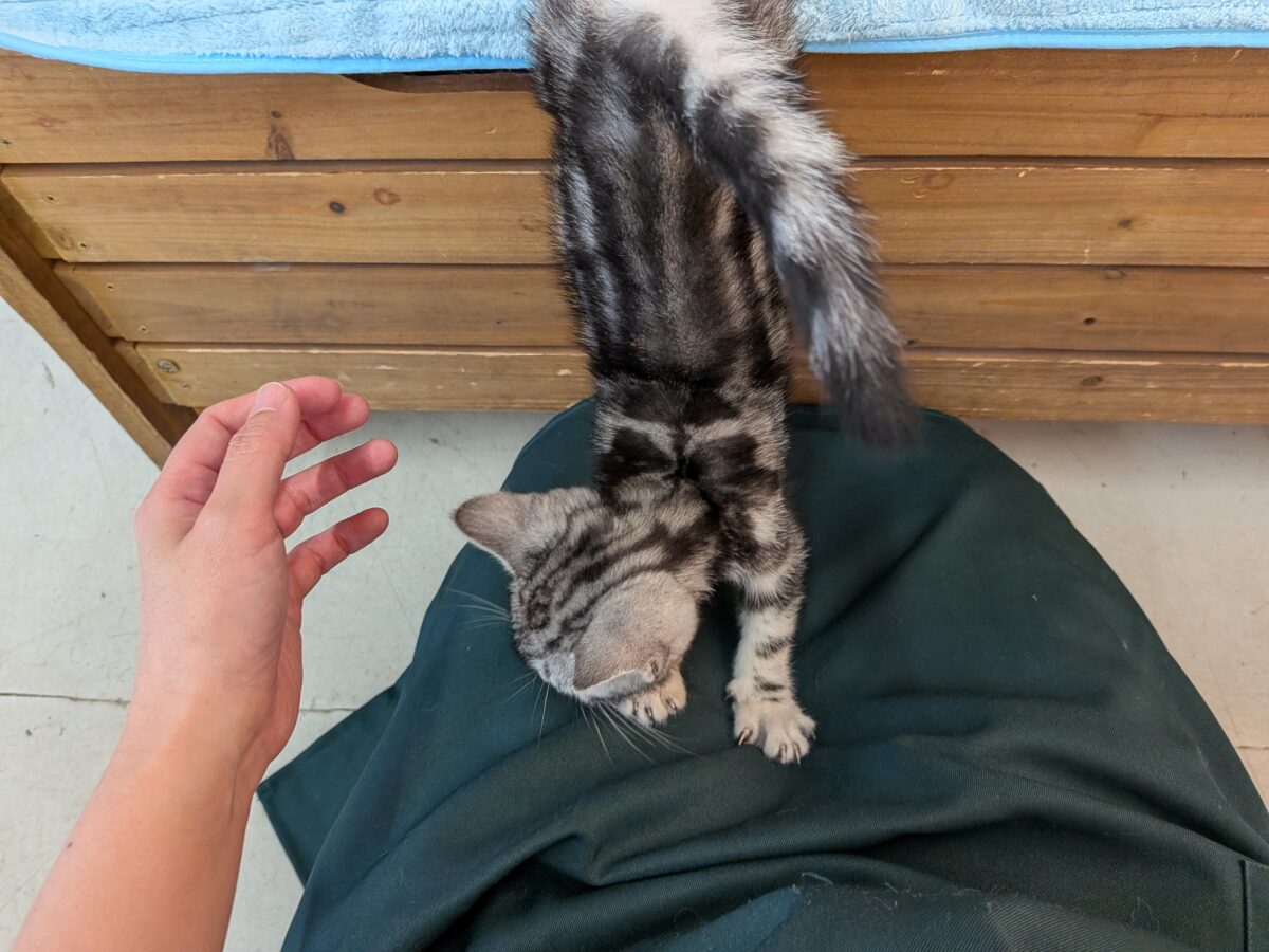 アメリカンショートヘア