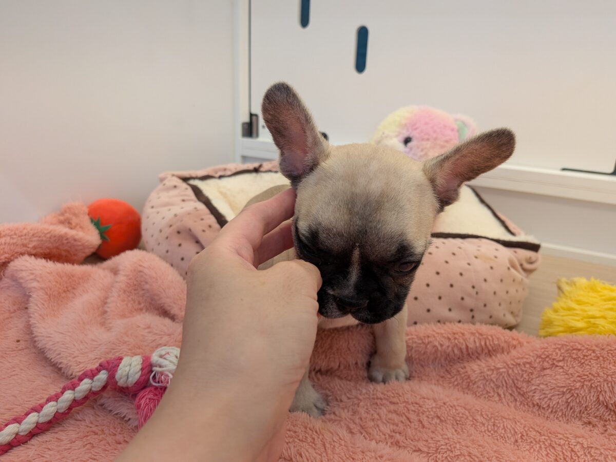 フレンチブルドッグ