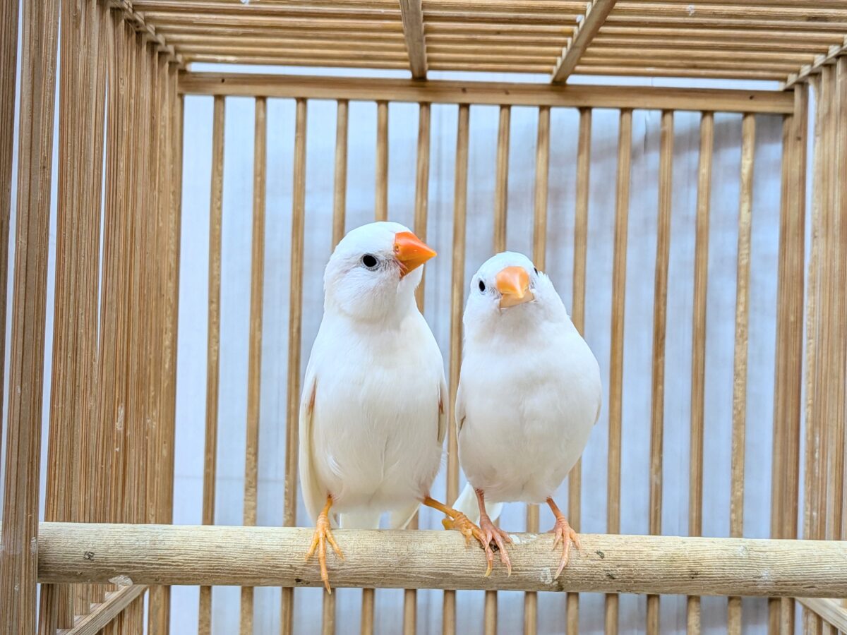 錦花鳥（キンカチョウ）