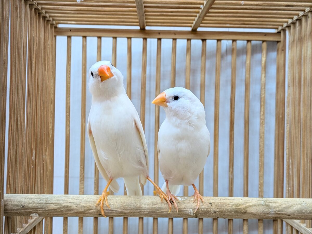 錦花鳥（キンカチョウ）