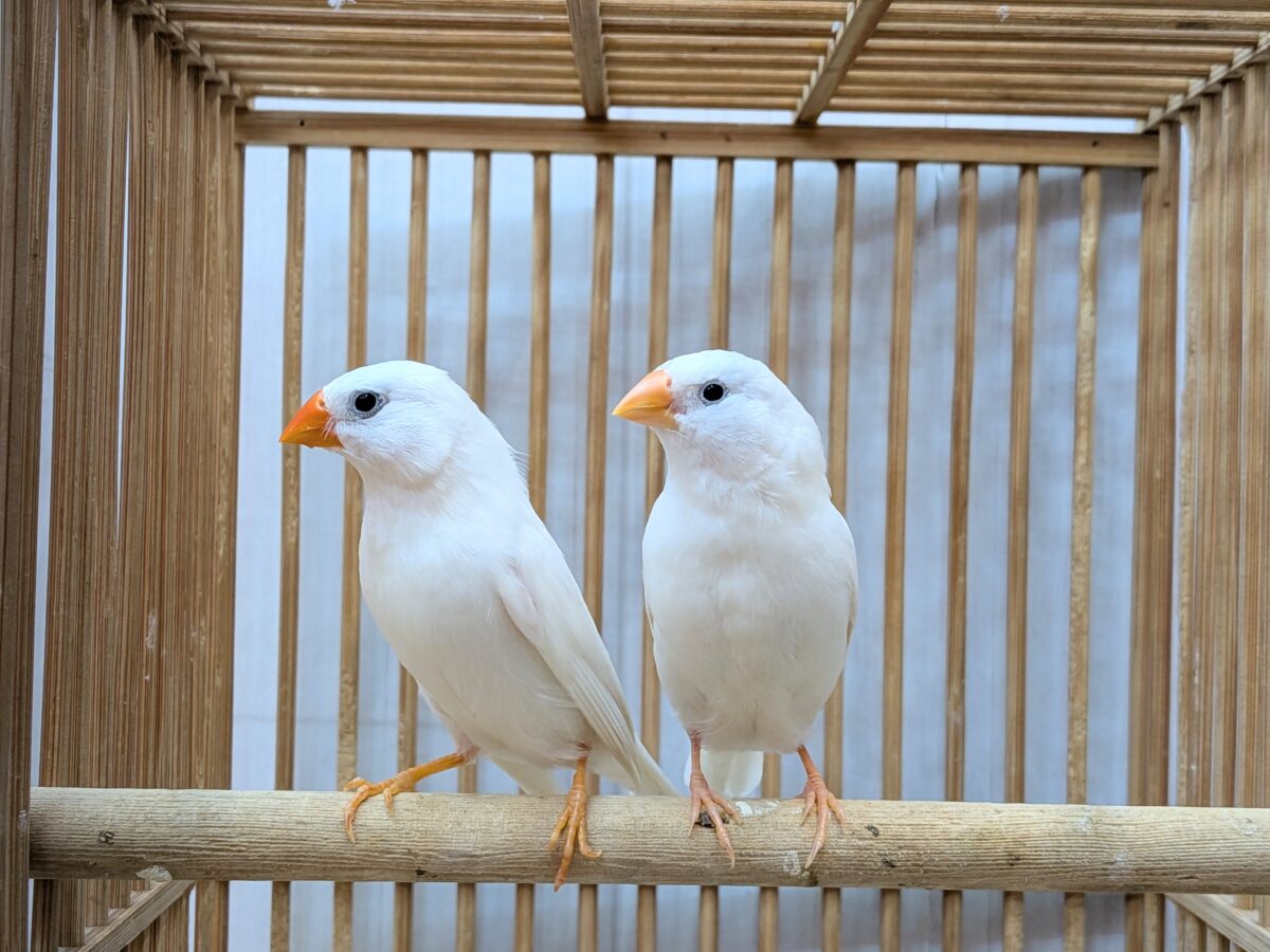 錦花鳥（キンカチョウ）