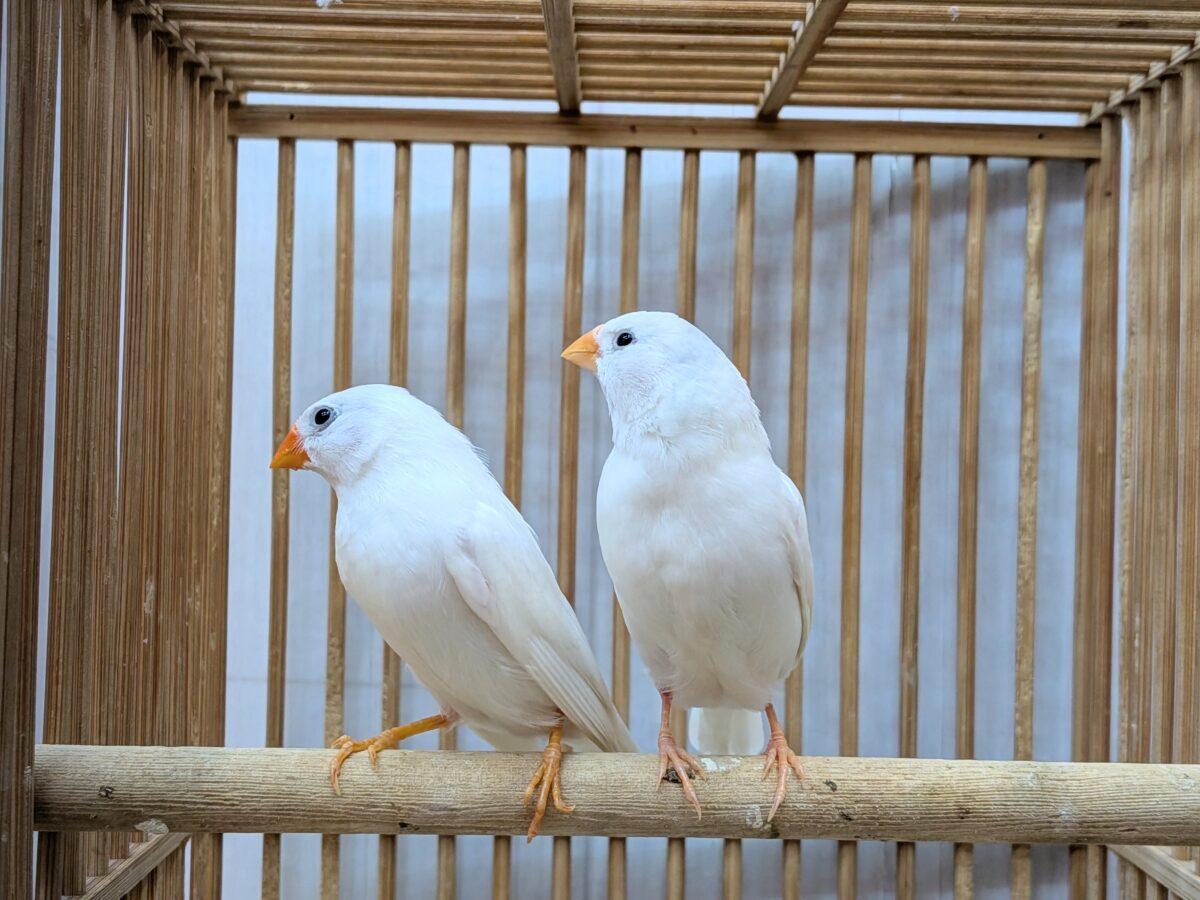 錦花鳥（キンカチョウ）