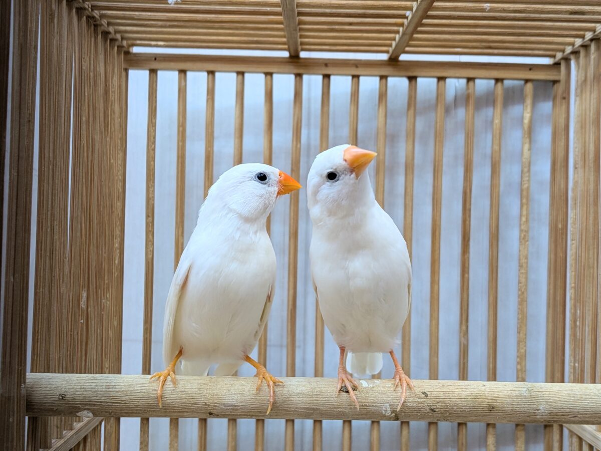 錦花鳥（キンカチョウ）