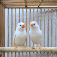 錦花鳥（キンカチョウ） の販売一覧| 千葉県・栃木県・神奈川県・埼玉