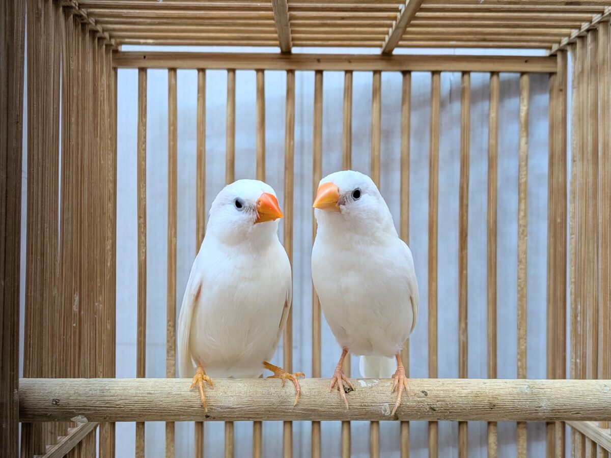 久しぶりに来ましたよ〜🎵白キンカ鳥ペア