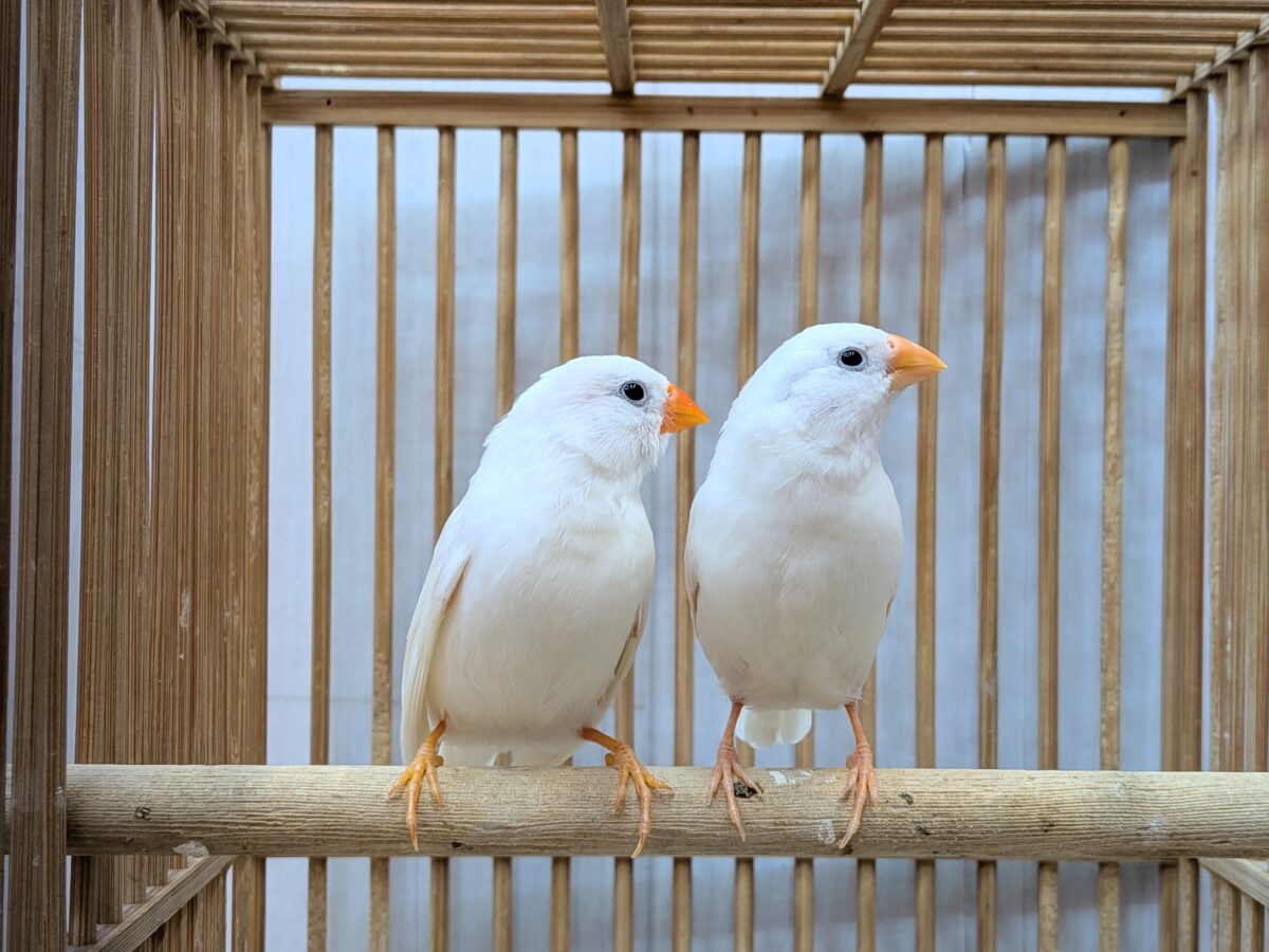 錦花鳥（キンカチョウ）