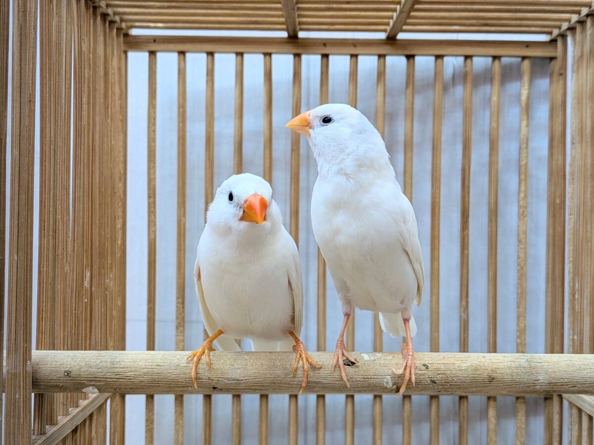 錦花鳥（キンカチョウ）