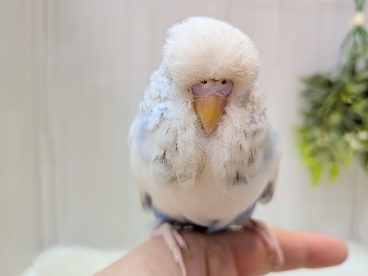 ジャンボセキセイインコ