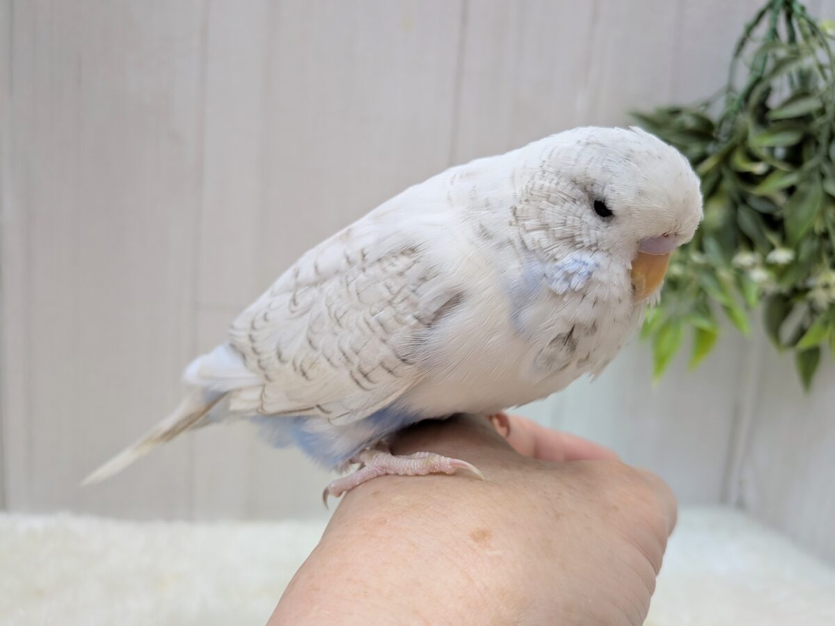 ジャンボセキセイインコ