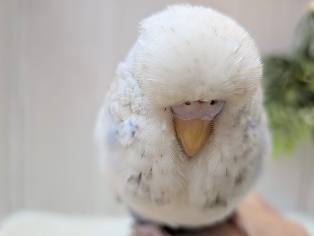 ジャンボセキセイインコ