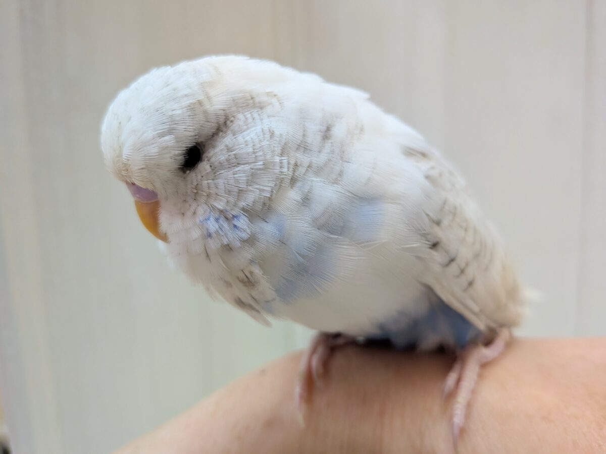 ジャンボセキセイインコ