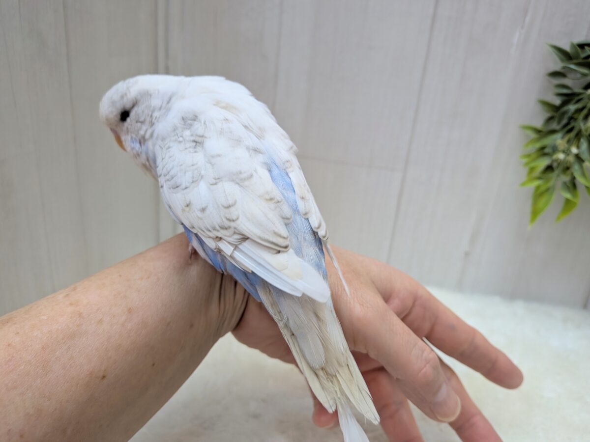 ジャンボセキセイインコ