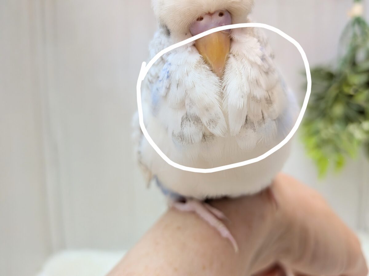 ジャンボセキセイインコ