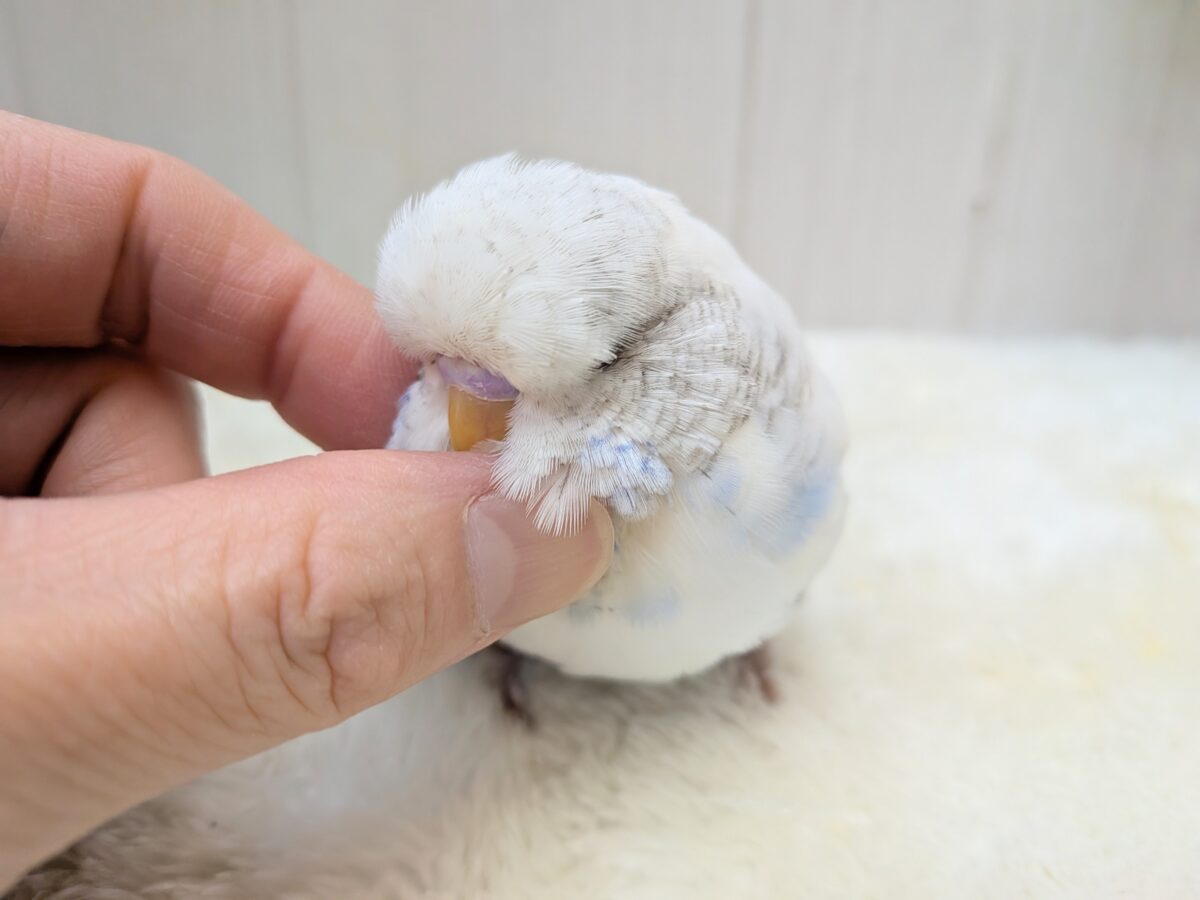 ジャンボセキセイインコ