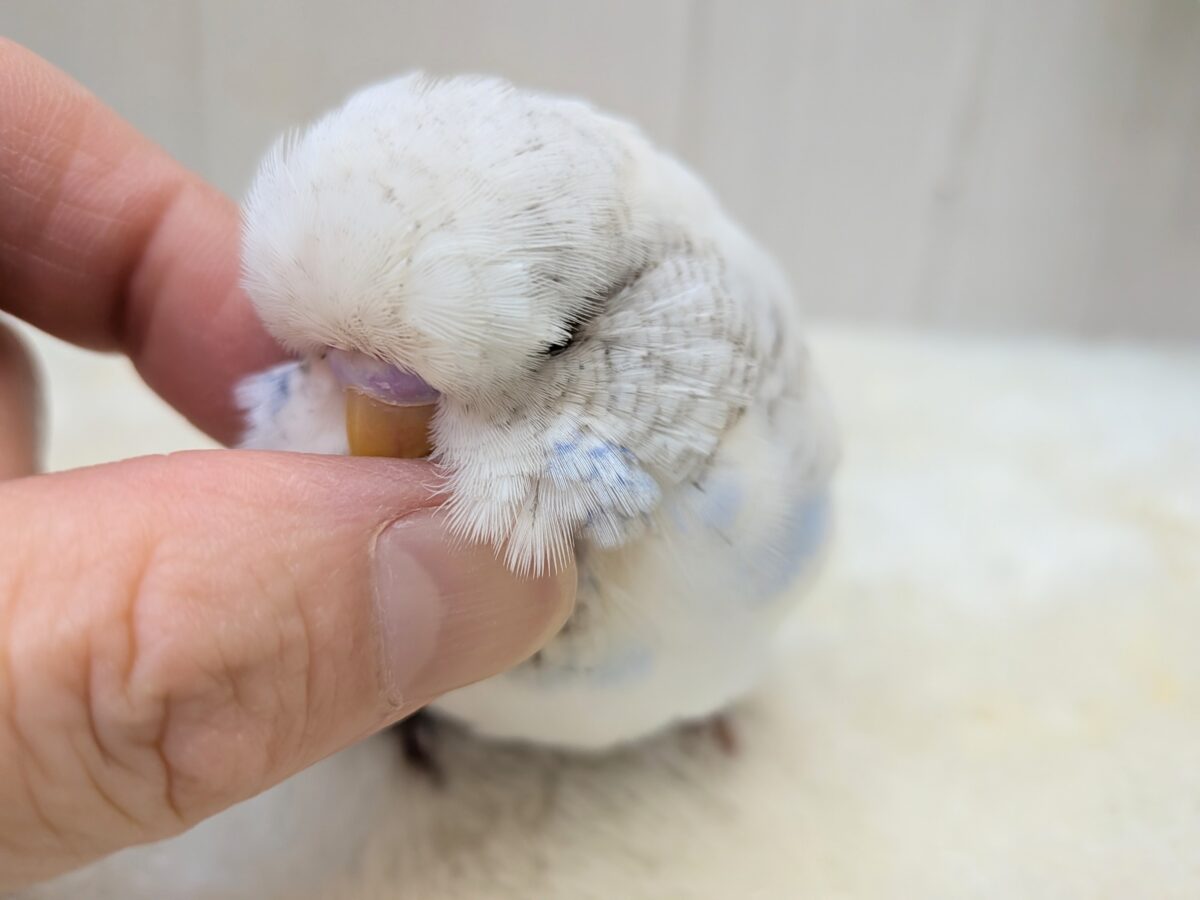 ジャンボセキセイインコ