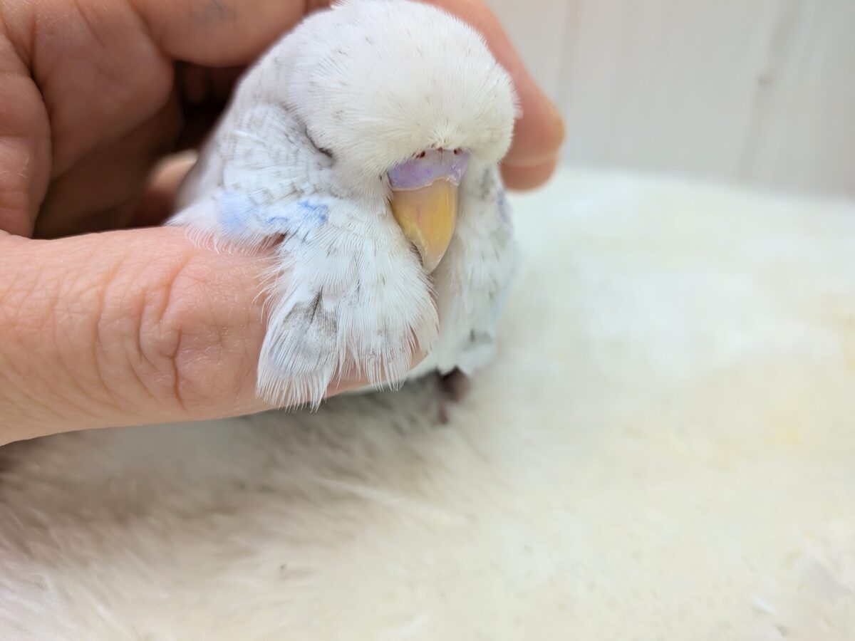 ジャンボセキセイインコ
