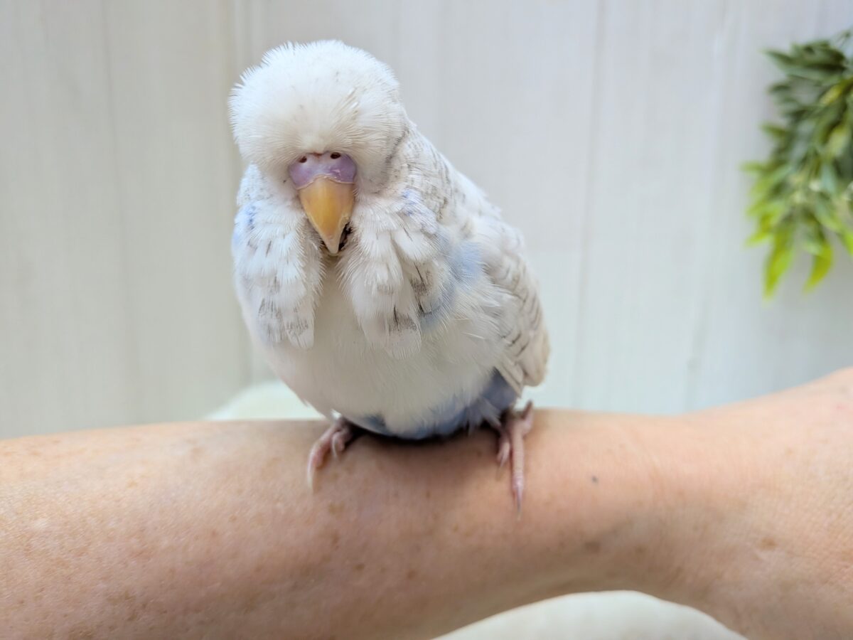 ジャンボセキセイインコ