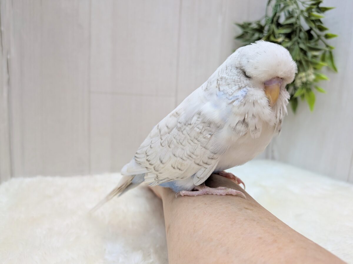 BIGな頭がチャームポイント✨ジャンボセキセイインコさん