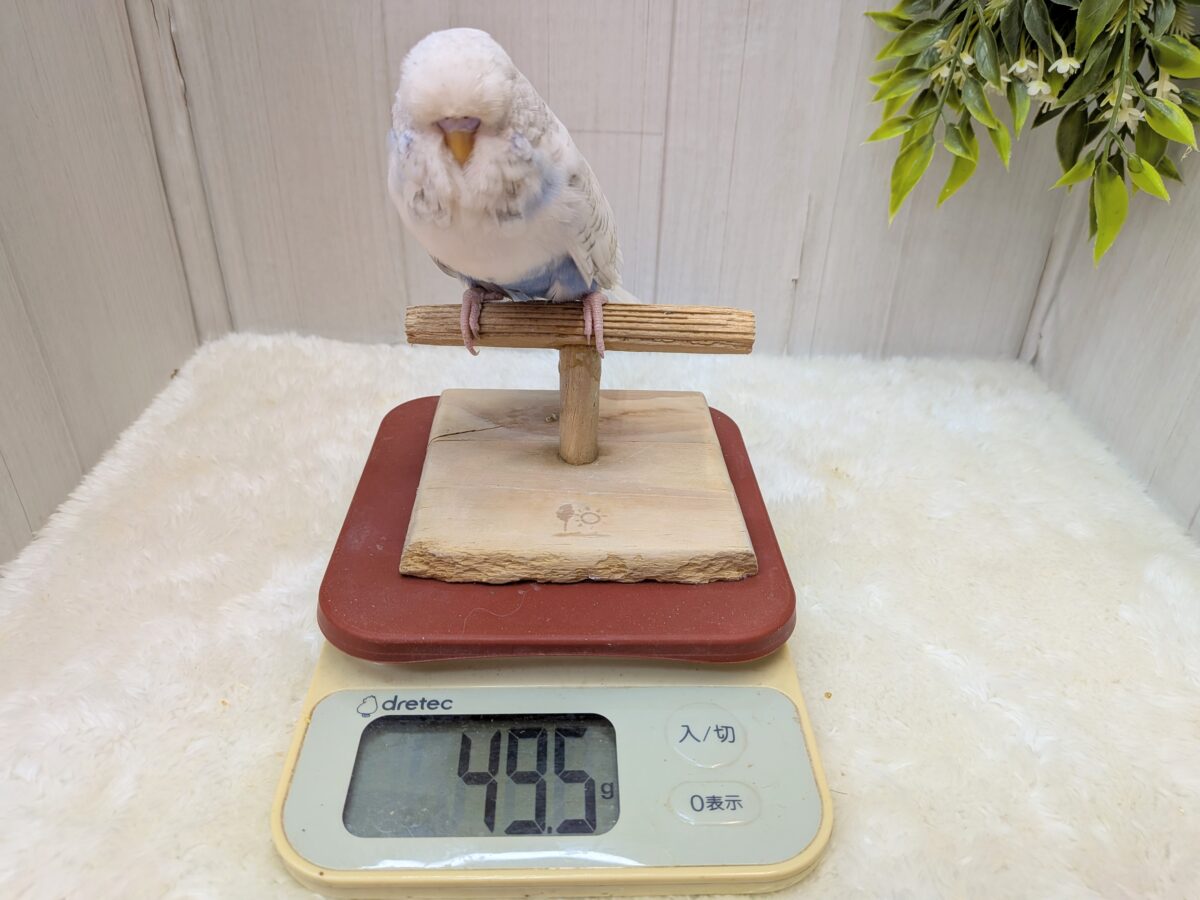 ジャンボセキセイインコ
