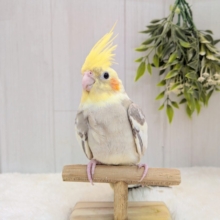 優しめグレークリーミィ〜オカメインコシナモンパイドさん