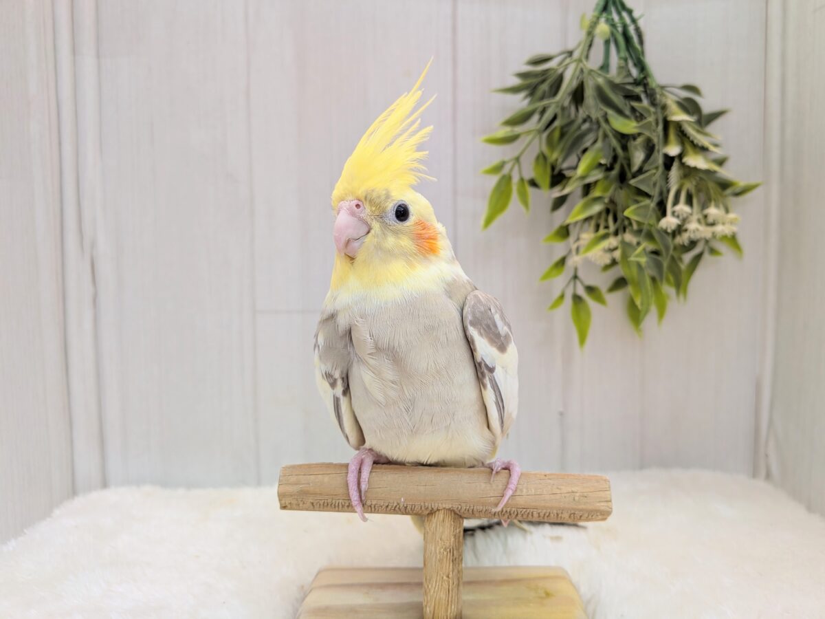 優しめグレークリーミィ〜オカメインコシナモンパイドさん