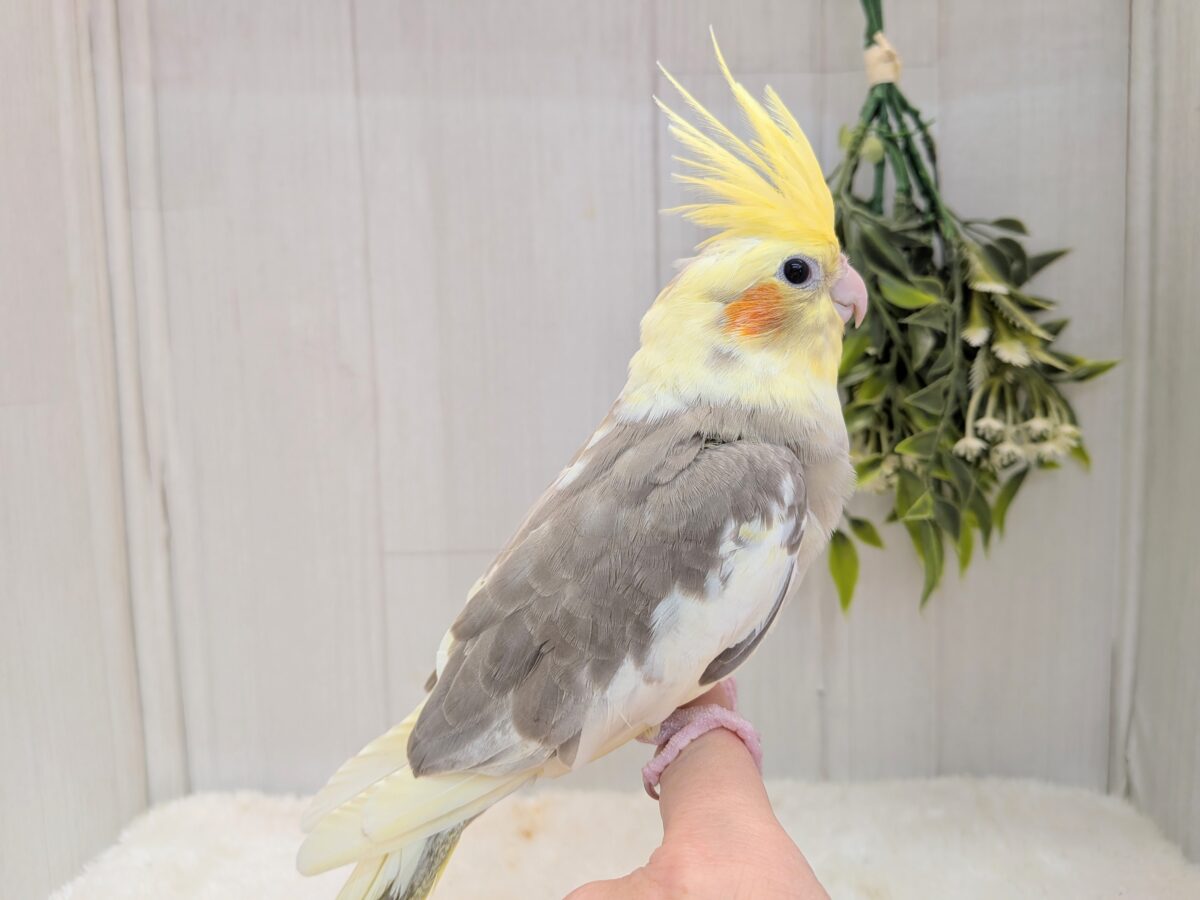 オカメインコ