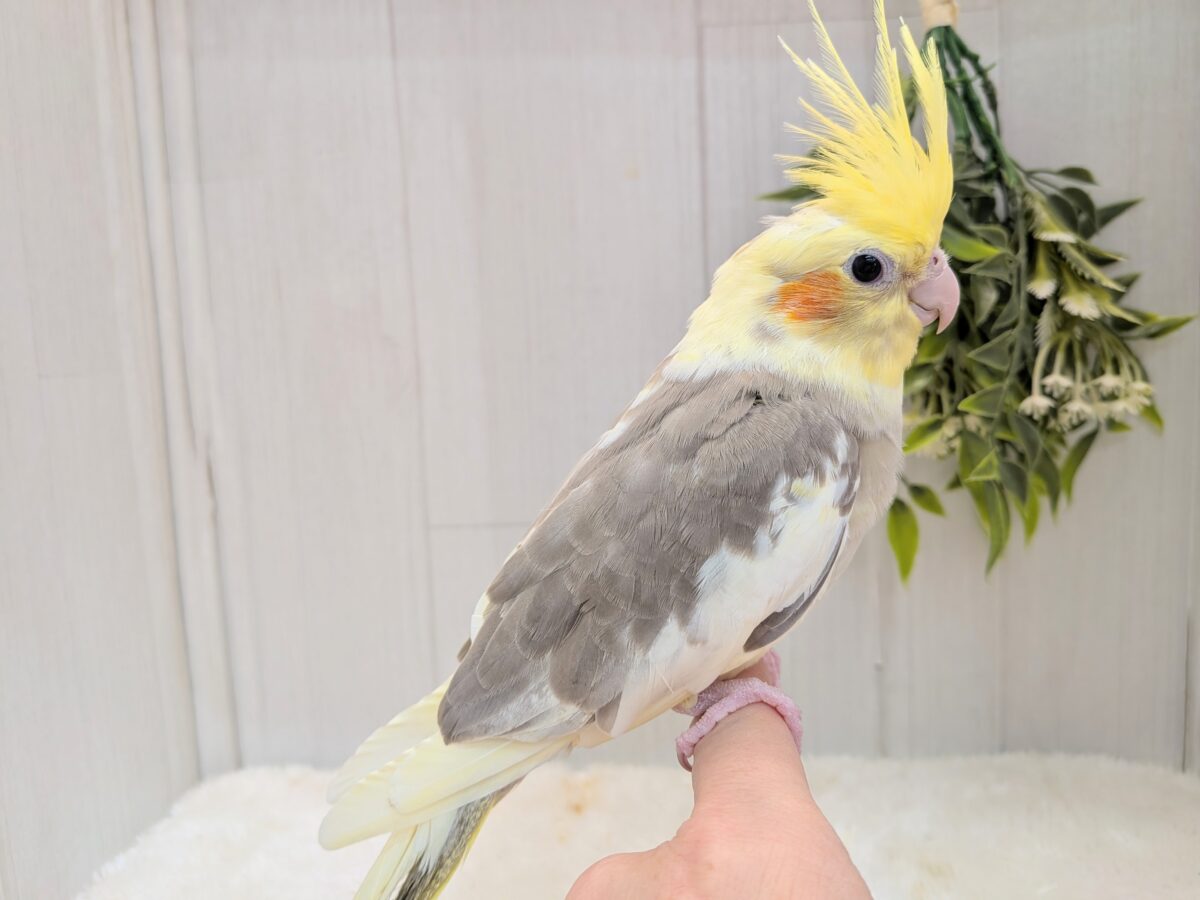 オカメインコ