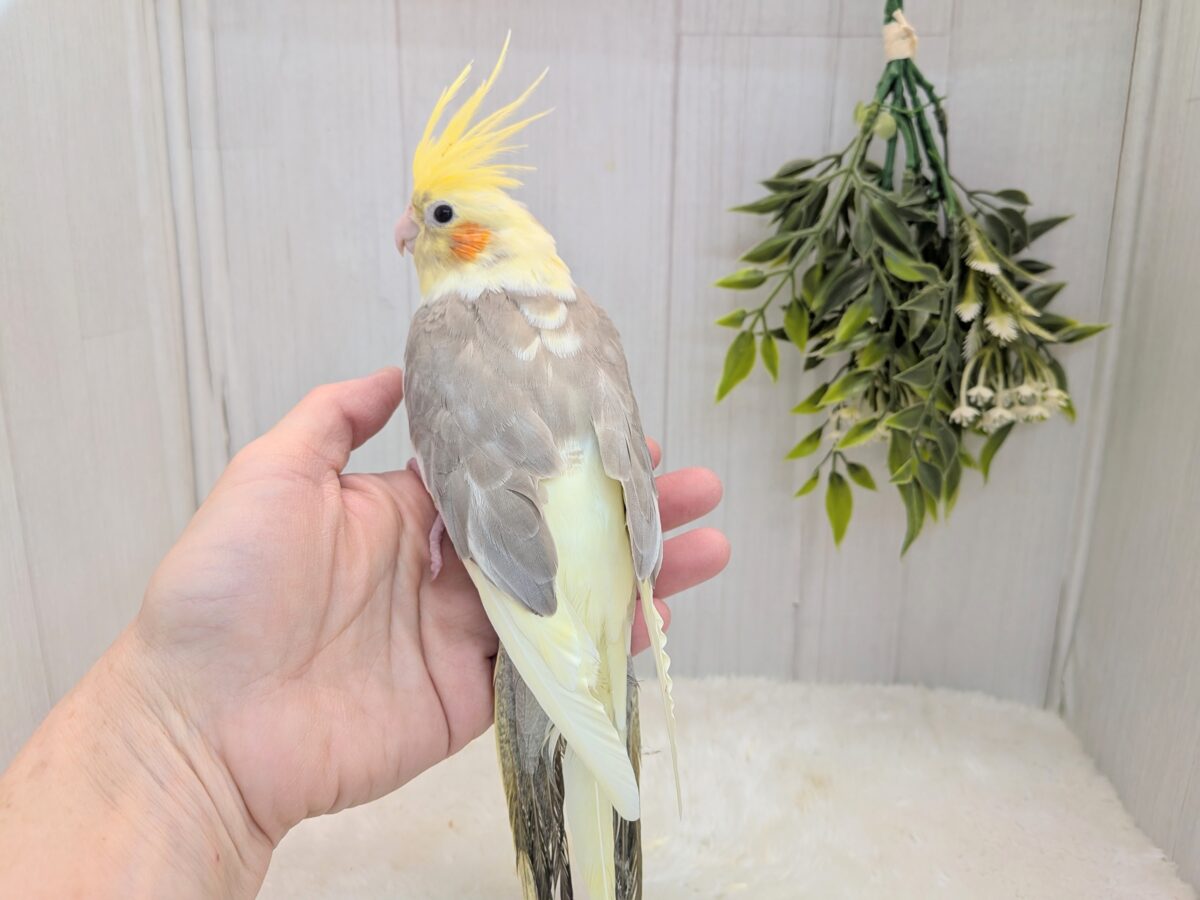 オカメインコ