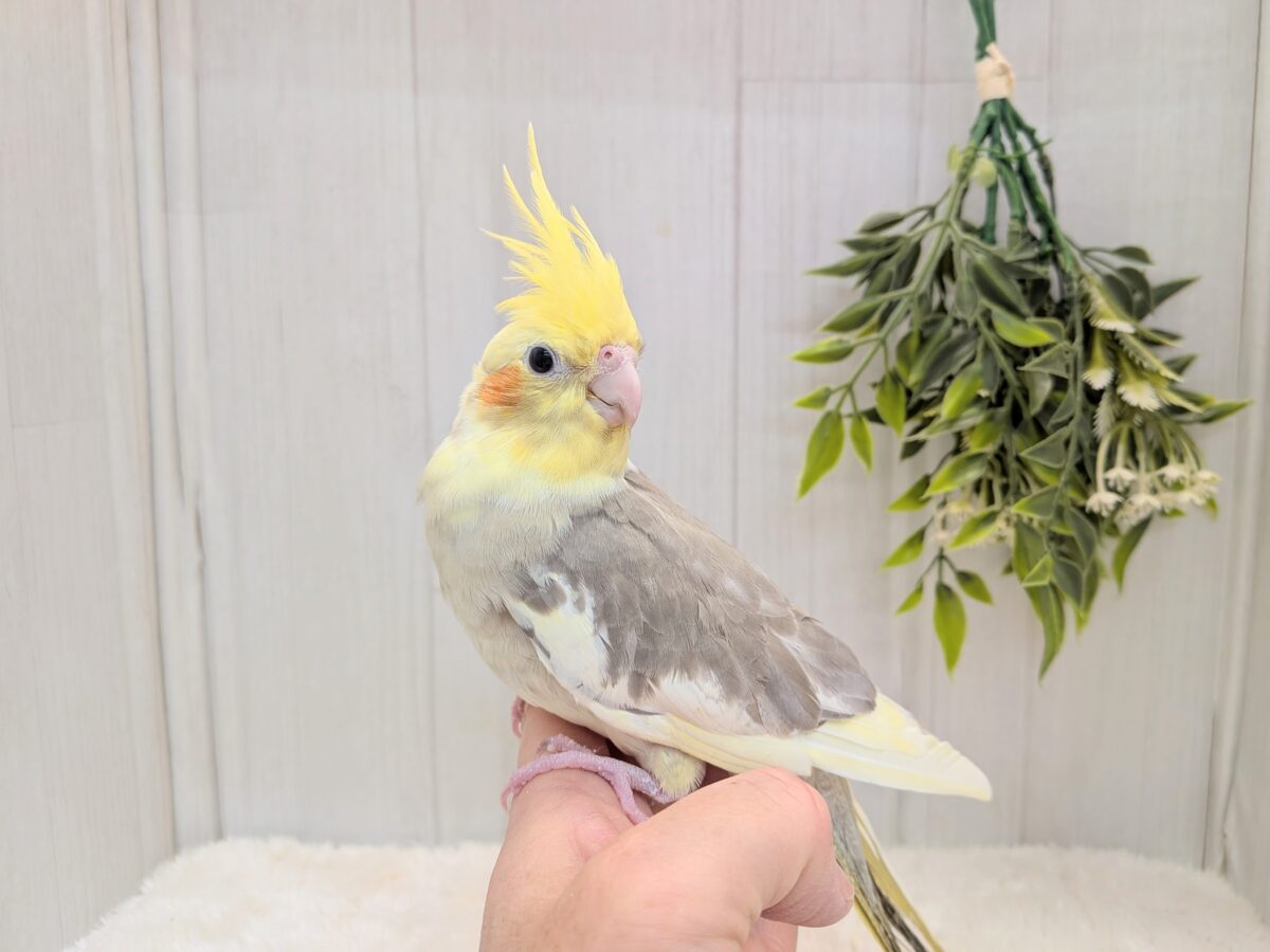 オカメインコ