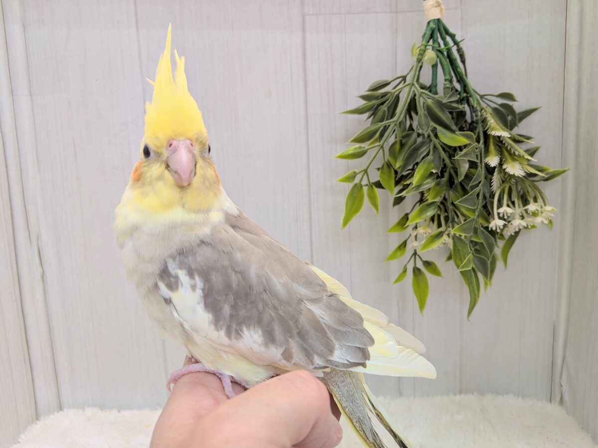 オカメインコ