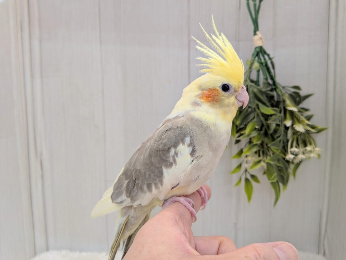 オカメインコ