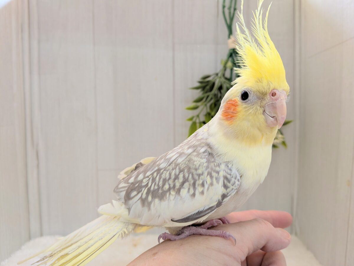 オカメインコ