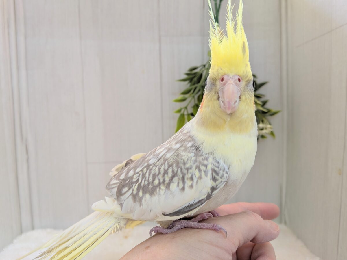 オカメインコ