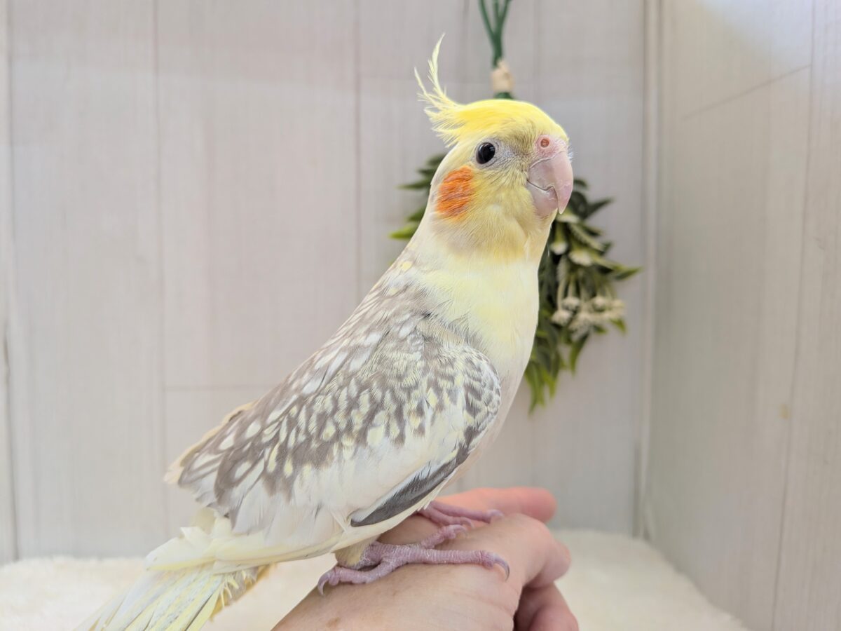 オカメインコ