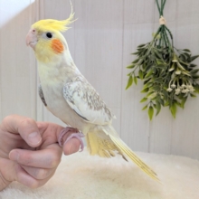 散りばめられたパール模様が素敵です✨オカメインコシナモンパールパイドさん