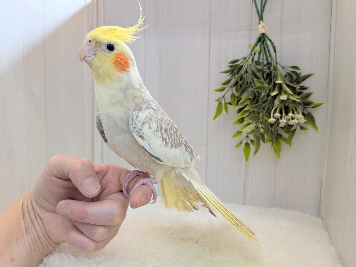散りばめられたパール模様が素敵です✨オカメインコシナモンパールパイドさん