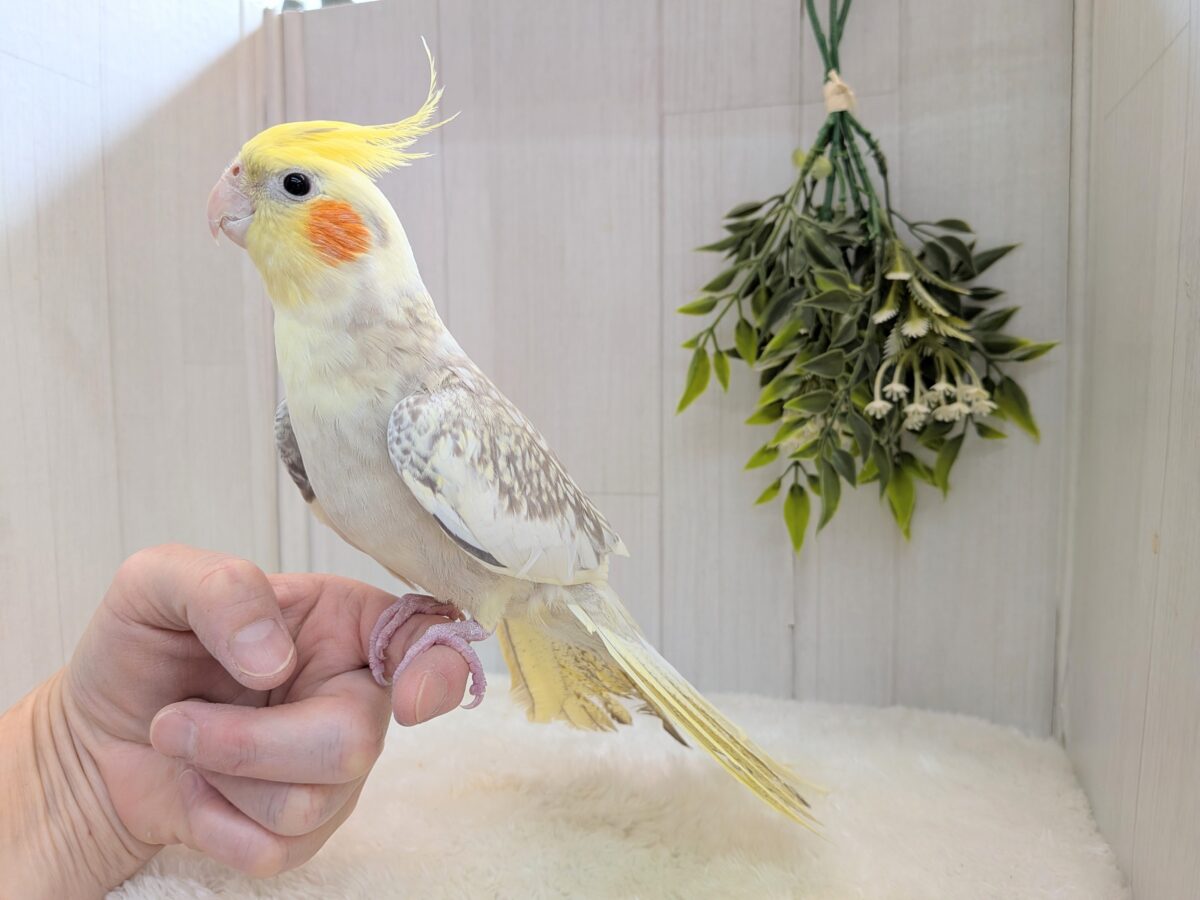 オカメインコ