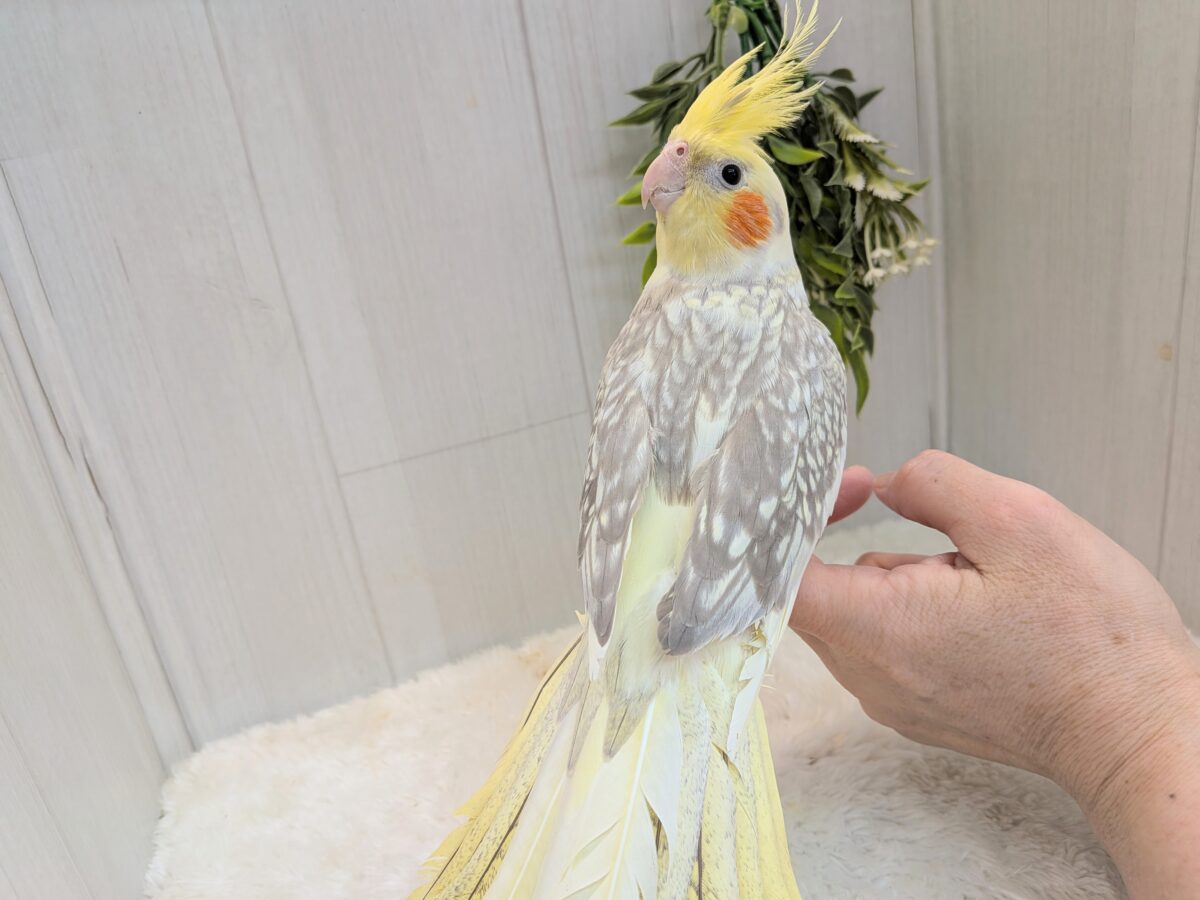 オカメインコ