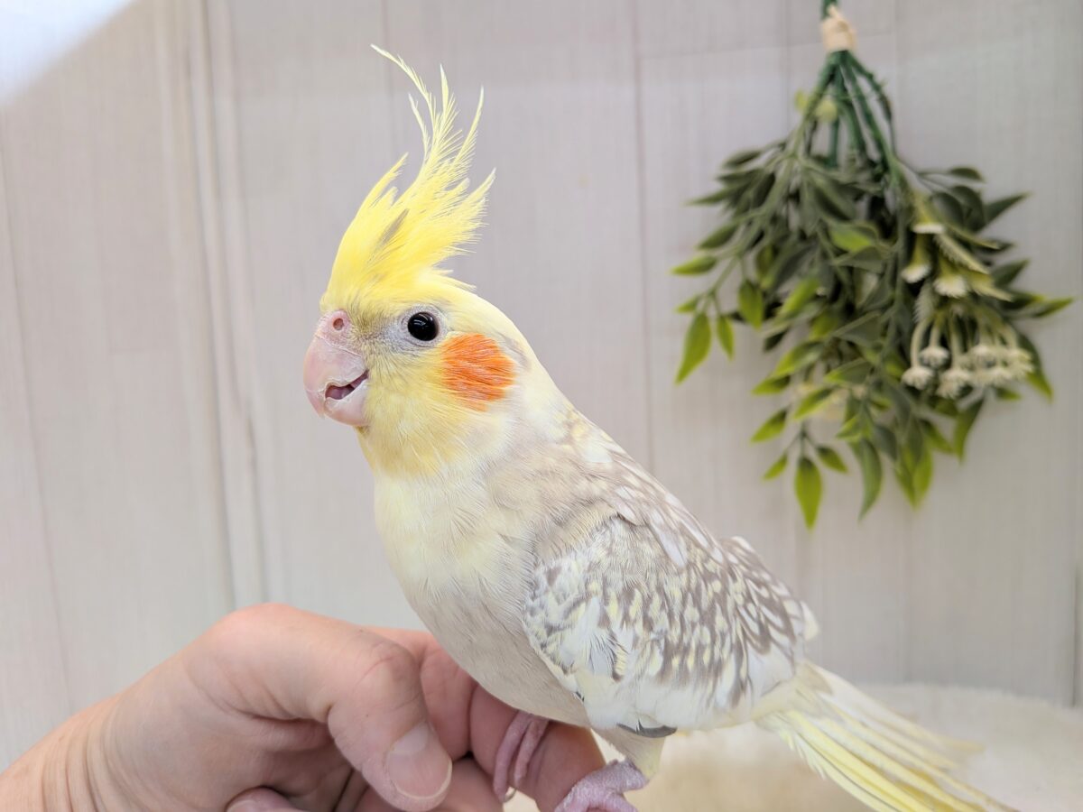 オカメインコ