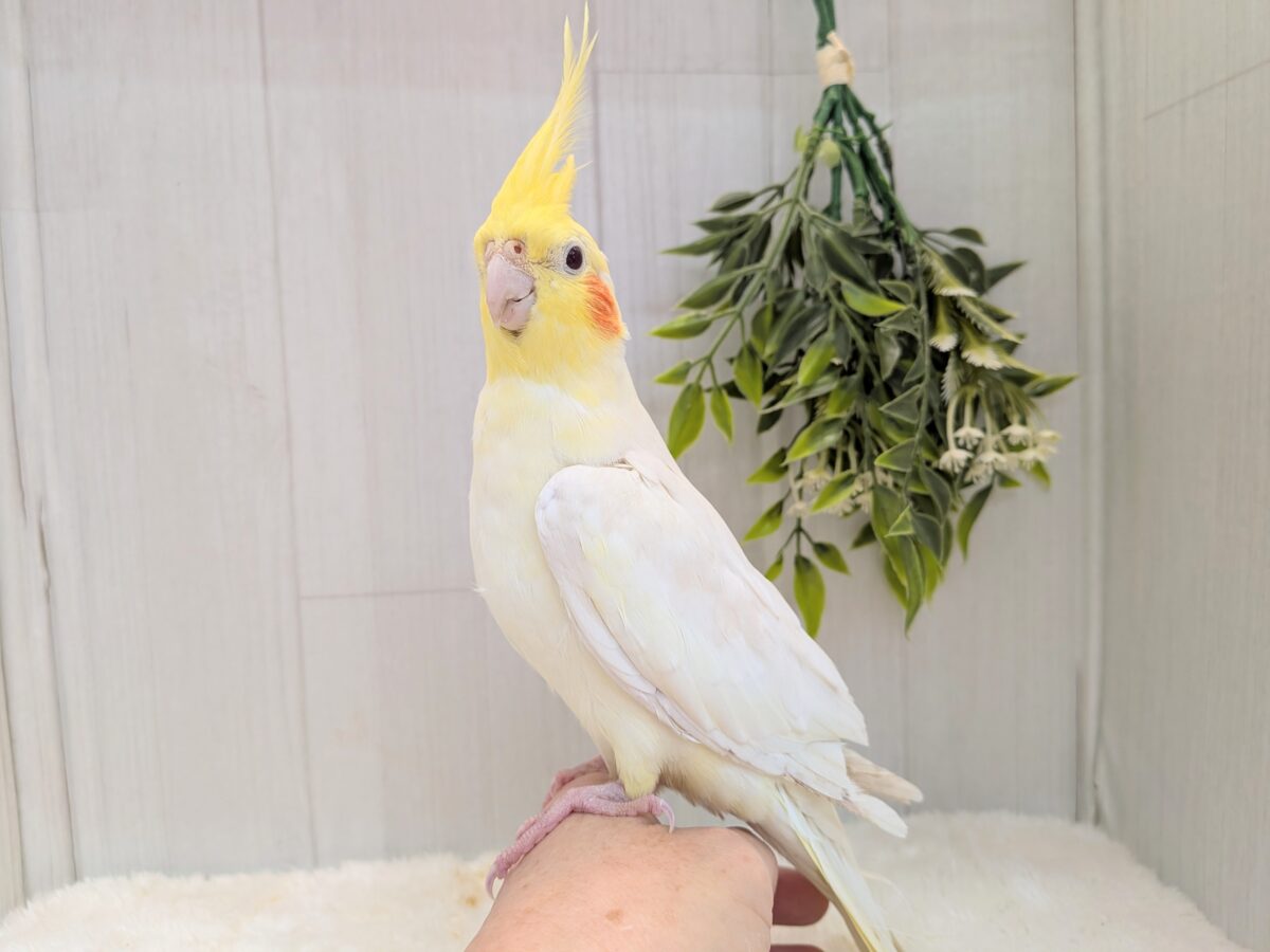 オカメインコ