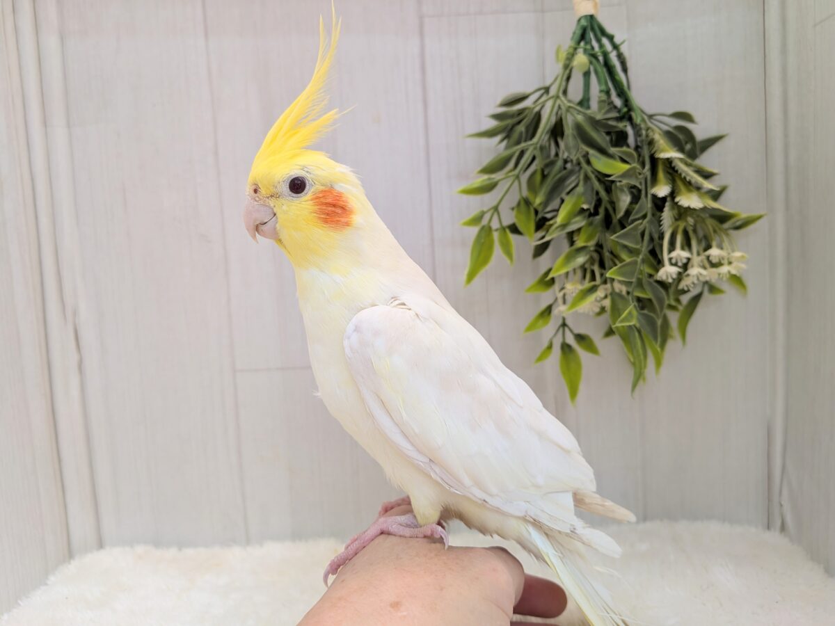 オカメインコ