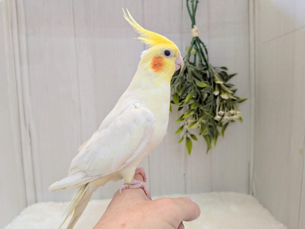 オカメインコ