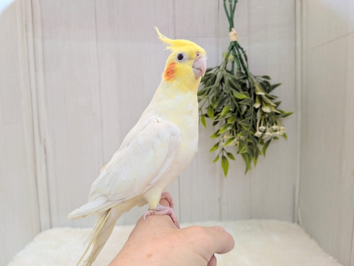 オカメインコ