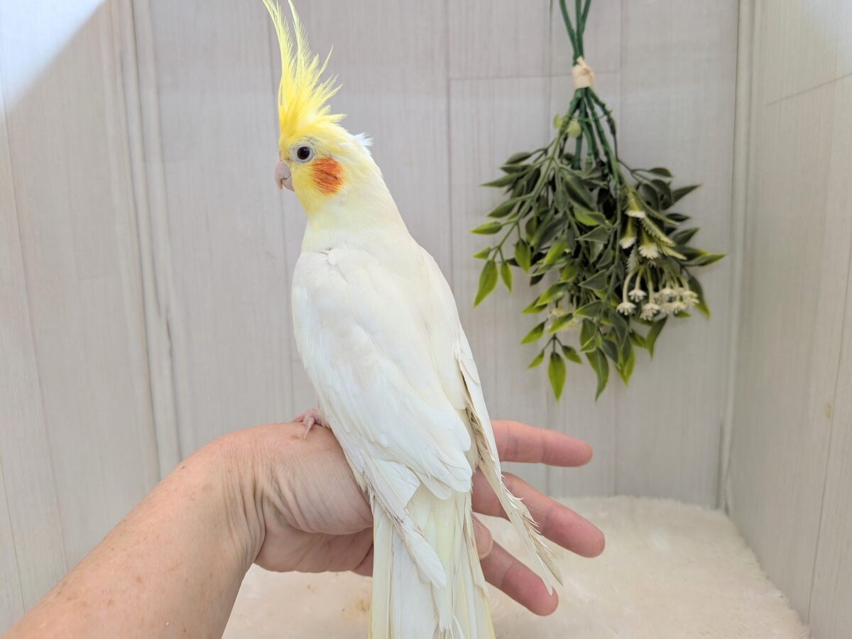 オカメインコ