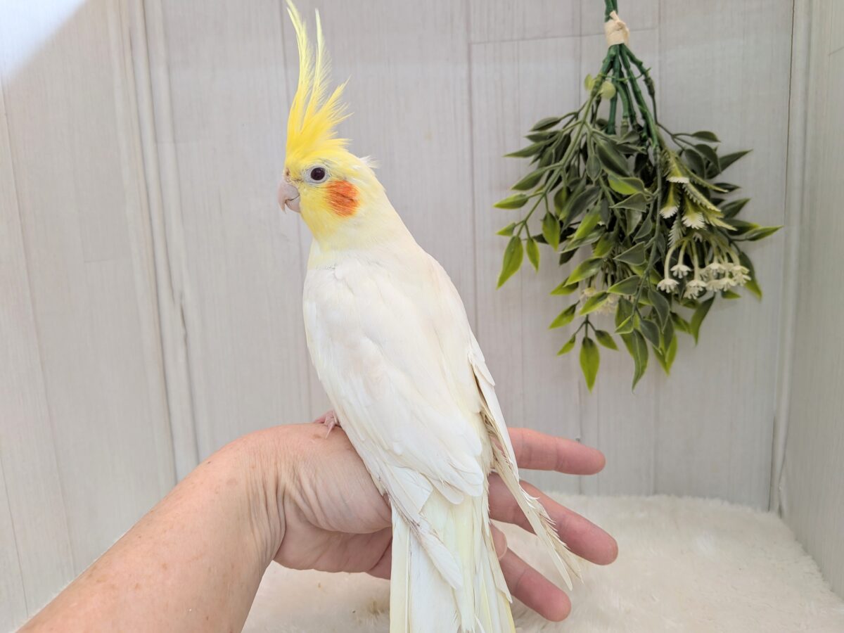 オカメインコ