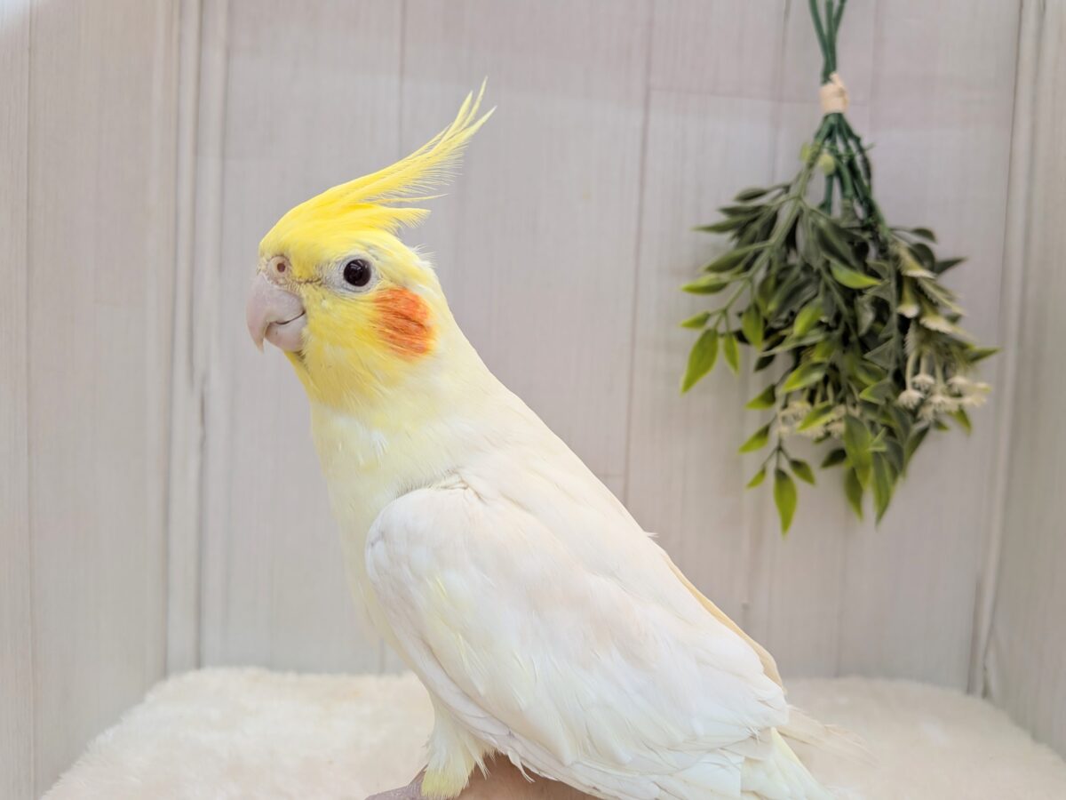 オカメインコ